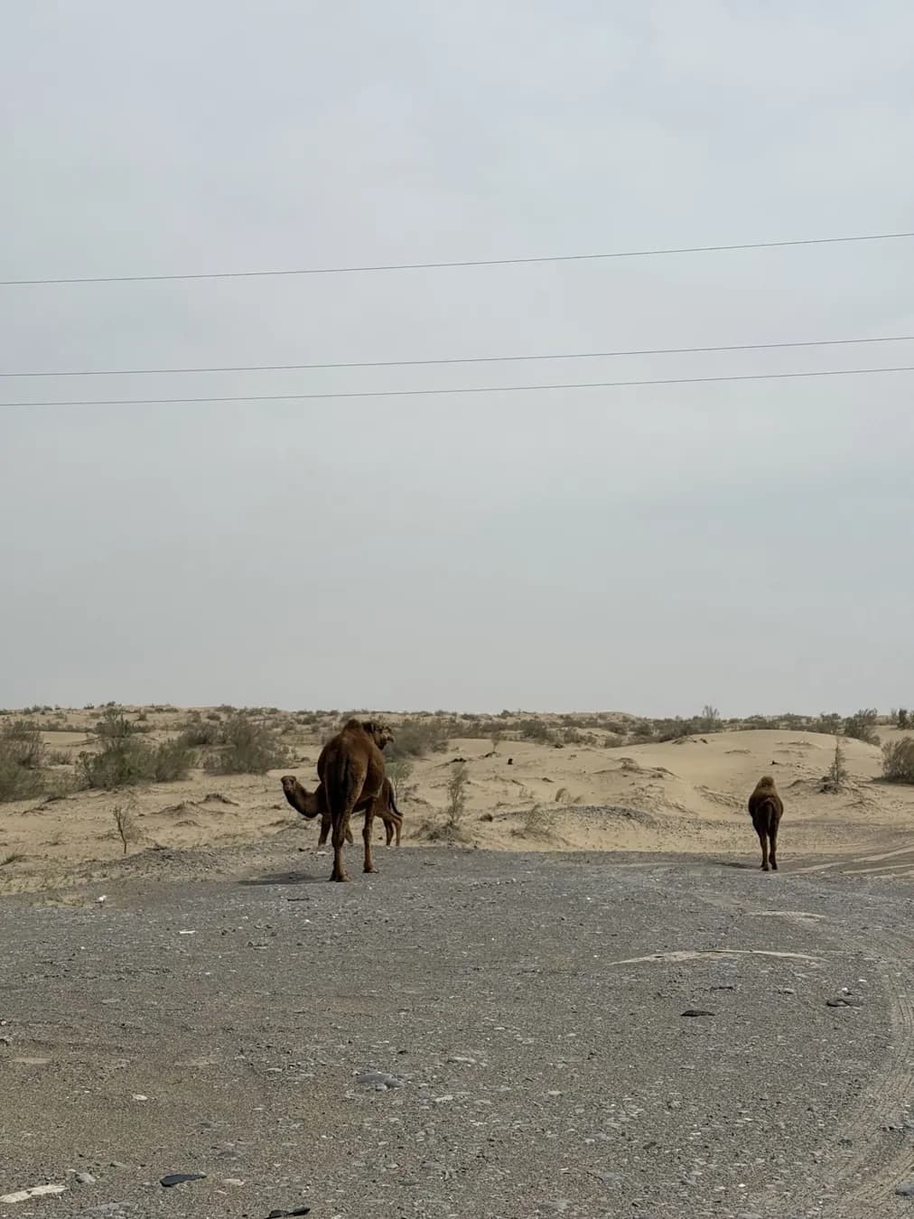 Camellos junto a la carretera